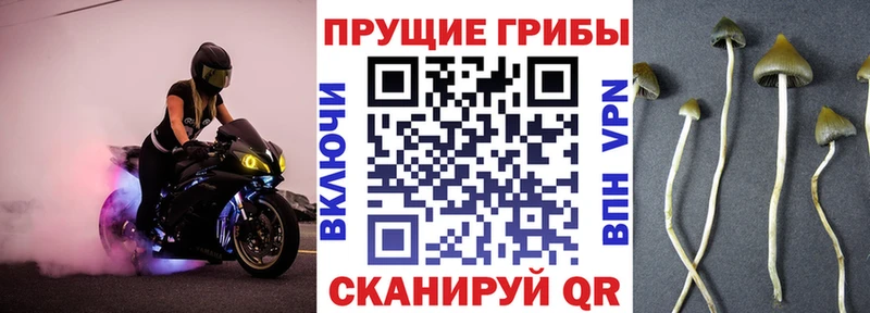 Галлюциногенные грибы Psilocybe  Углич 